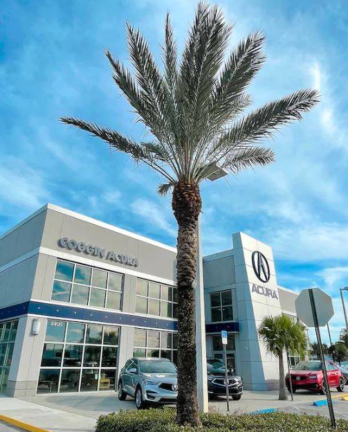 Coggin Acura